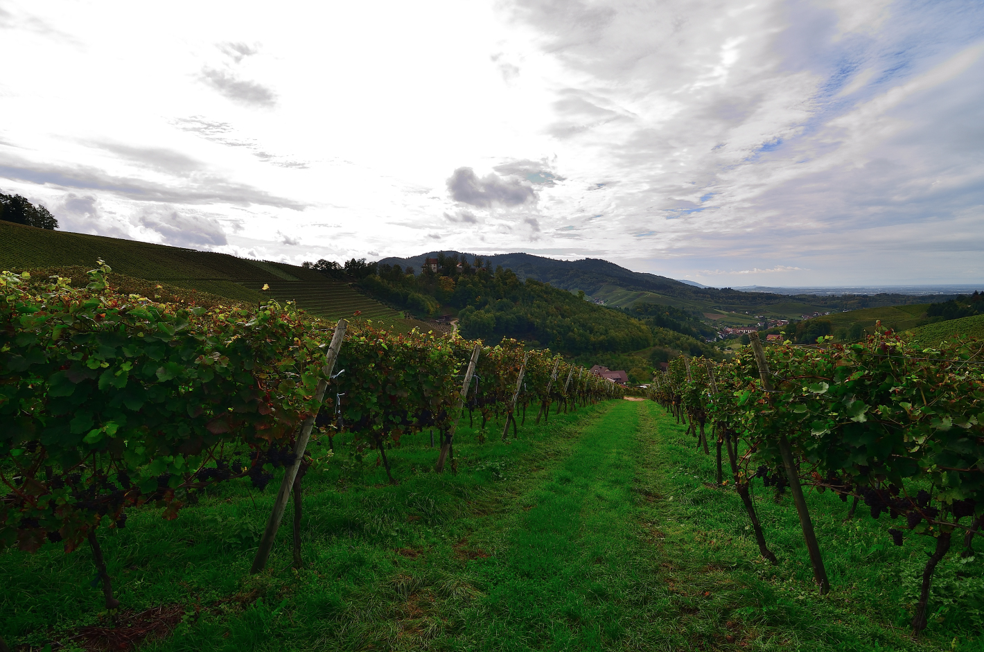 3_Weinberge, Vineyards, Pico del Vino