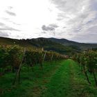 3_Weinberge, Vineyards, Pico del Vino