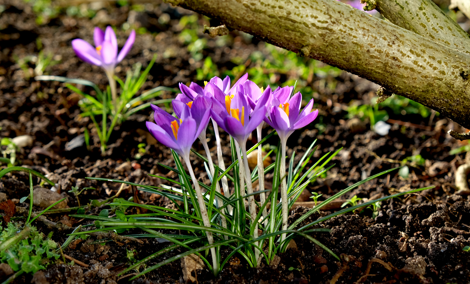 3x Frühlingsgrüße im Februar