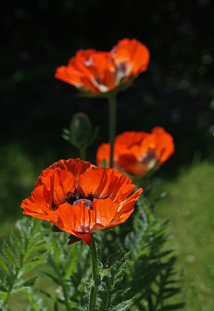 3x Mohn