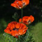 3x Mohn