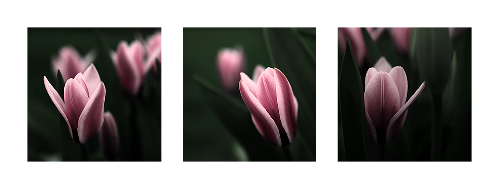 3x Tulip