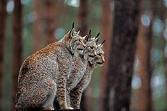 3XLuchs