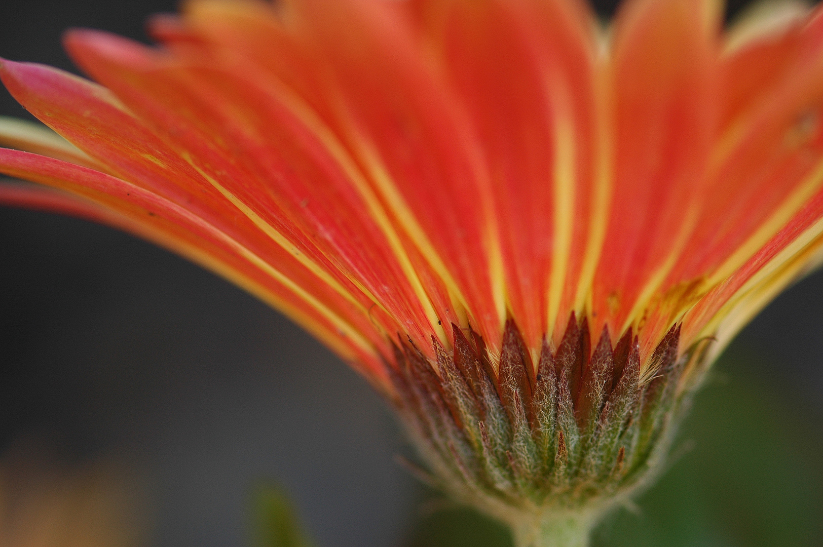 4 05 2010 Gerbera