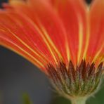 4 05 2010 Gerbera