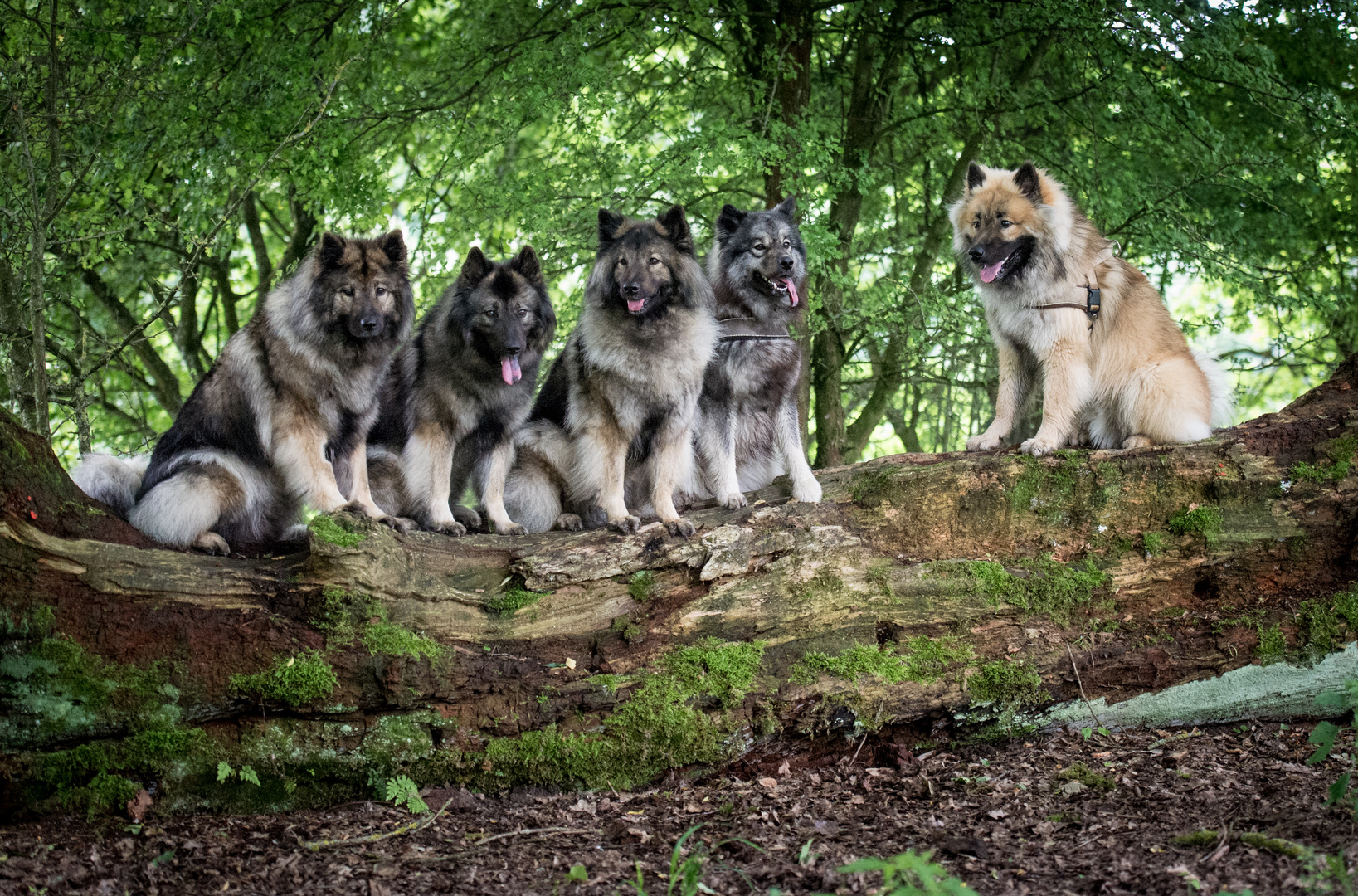 vier panzersoldaten und ein hund kostenlos anschauen