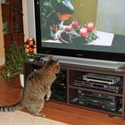 4. Advent: FS-Programm für K. und K. (Kinder und Katzen)