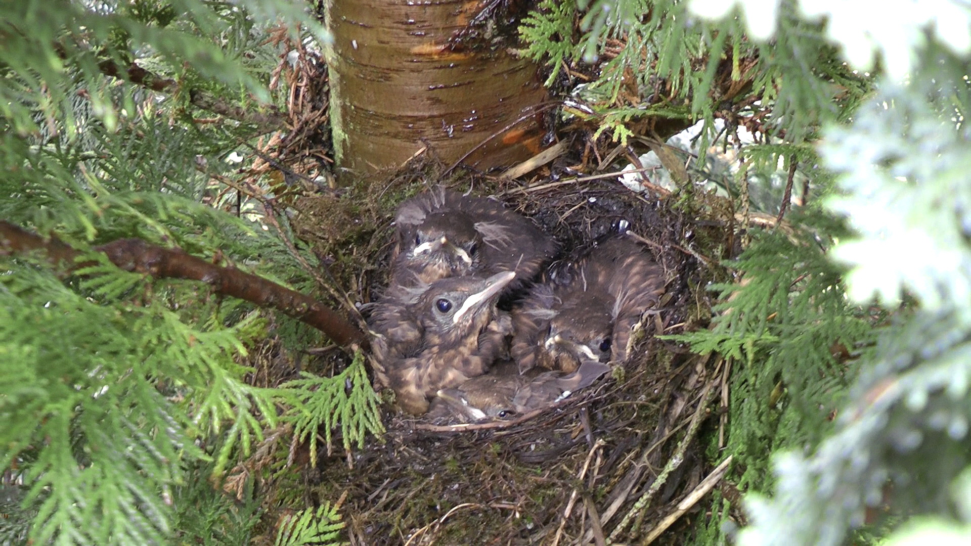 4 Amsel-Kinder im Vogelnest