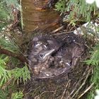 4 Amsel-Kinder im Vogelnest