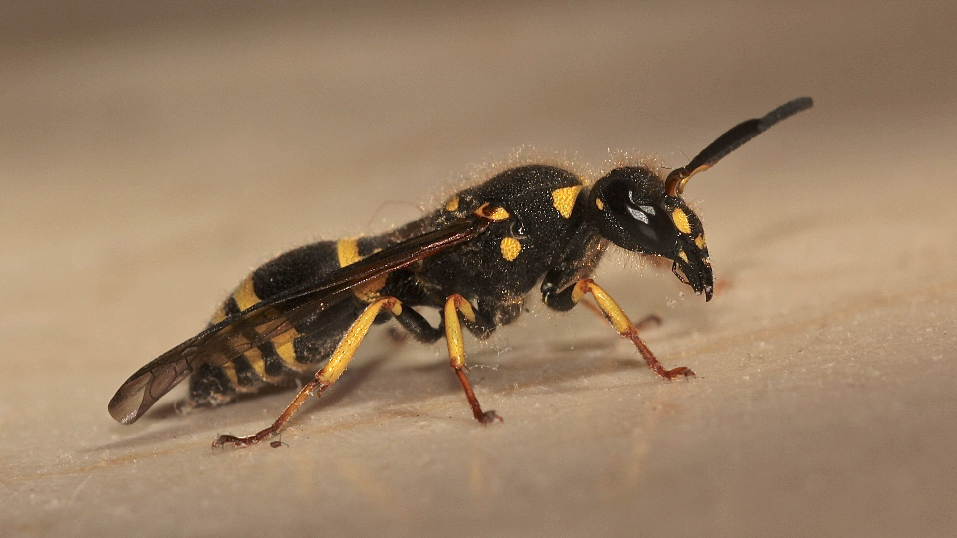 (4) Ancistrocerus nigricornis und Chrysis ignita - Lehmwespe mit Goldwespen-Parasit