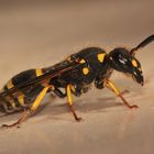 (4) Ancistrocerus nigricornis und Chrysis ignita - Lehmwespe mit Goldwespen-Parasit