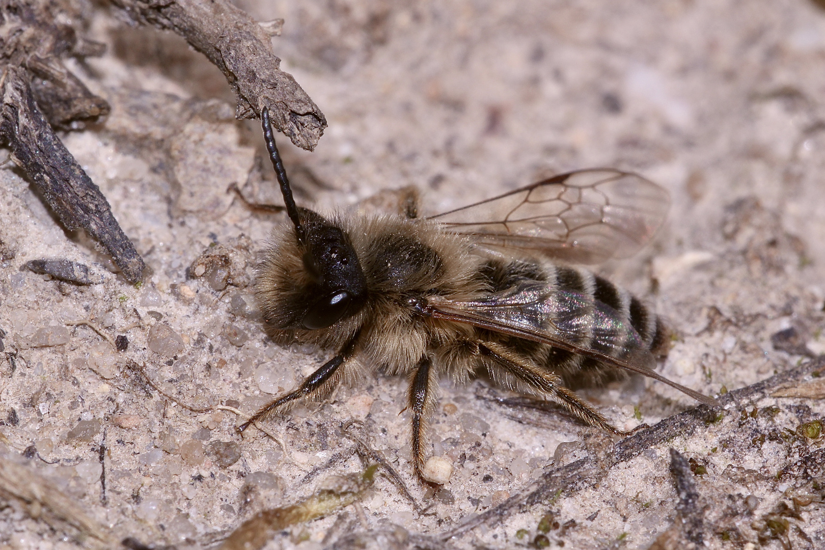 (4) Andrena flavipes, die Gemeine Erdbiene