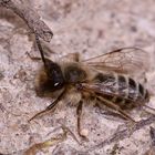 (4) Andrena flavipes, die Gemeine Erdbiene