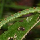 (4) Auch der Brombeer-Blattspanner (Mesoleuca albicillata) ...