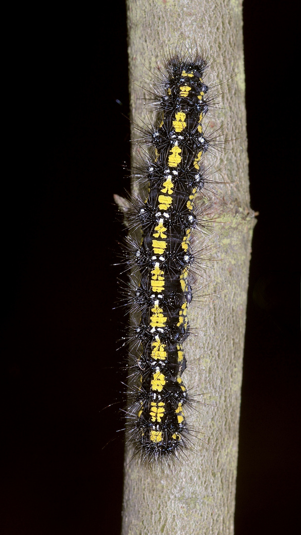 (4) Auch die Raupe des SCHÖNBÄRs (CALLIMORPHA DOMINULA) ...