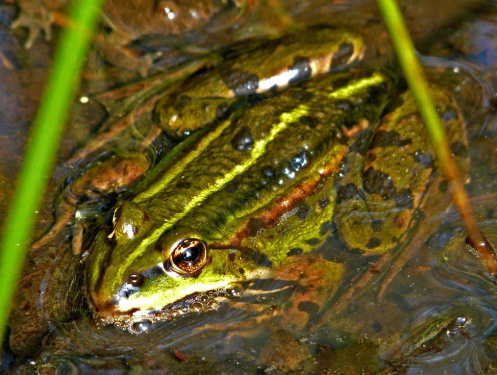 4 auf 1 m² - Frosch (Bild 3)