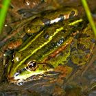 4 auf 1 m² - Frosch (Bild 3)