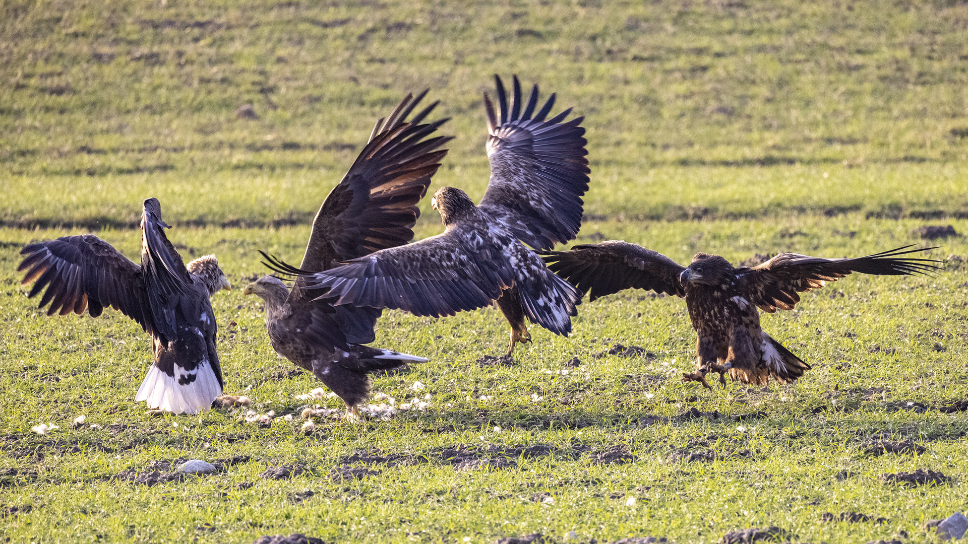 4 auf einem Feld