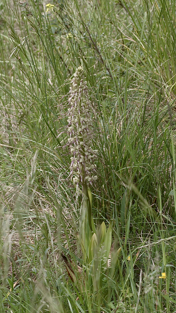 (4) Auflösung des letzten Wochenendrätsels: Die BOCKS-RIEMENZUNGE (HIMANTOGLOSSUM HIRCINUM))