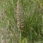 (4) Auflösung des letzten Wochenendrätsels: Die BOCKS-RIEMENZUNGE (HIMANTOGLOSSUM HIRCINUM))