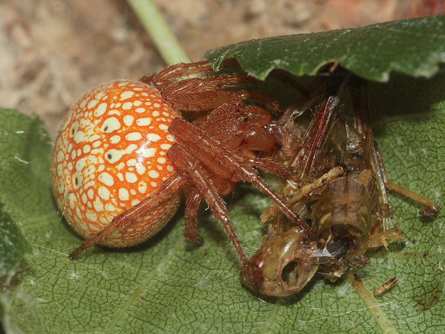 (4) Auflösung des letzten Wochenendrätsels I: SUMPFKREUZSPINNE, ARANEUS ALSINE