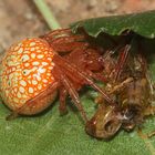 (4) Auflösung des letzten Wochenendrätsels I: SUMPFKREUZSPINNE, ARANEUS ALSINE