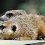 4 Augen sehen mehr als 2