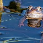  4 Augen sehen mehr als 2