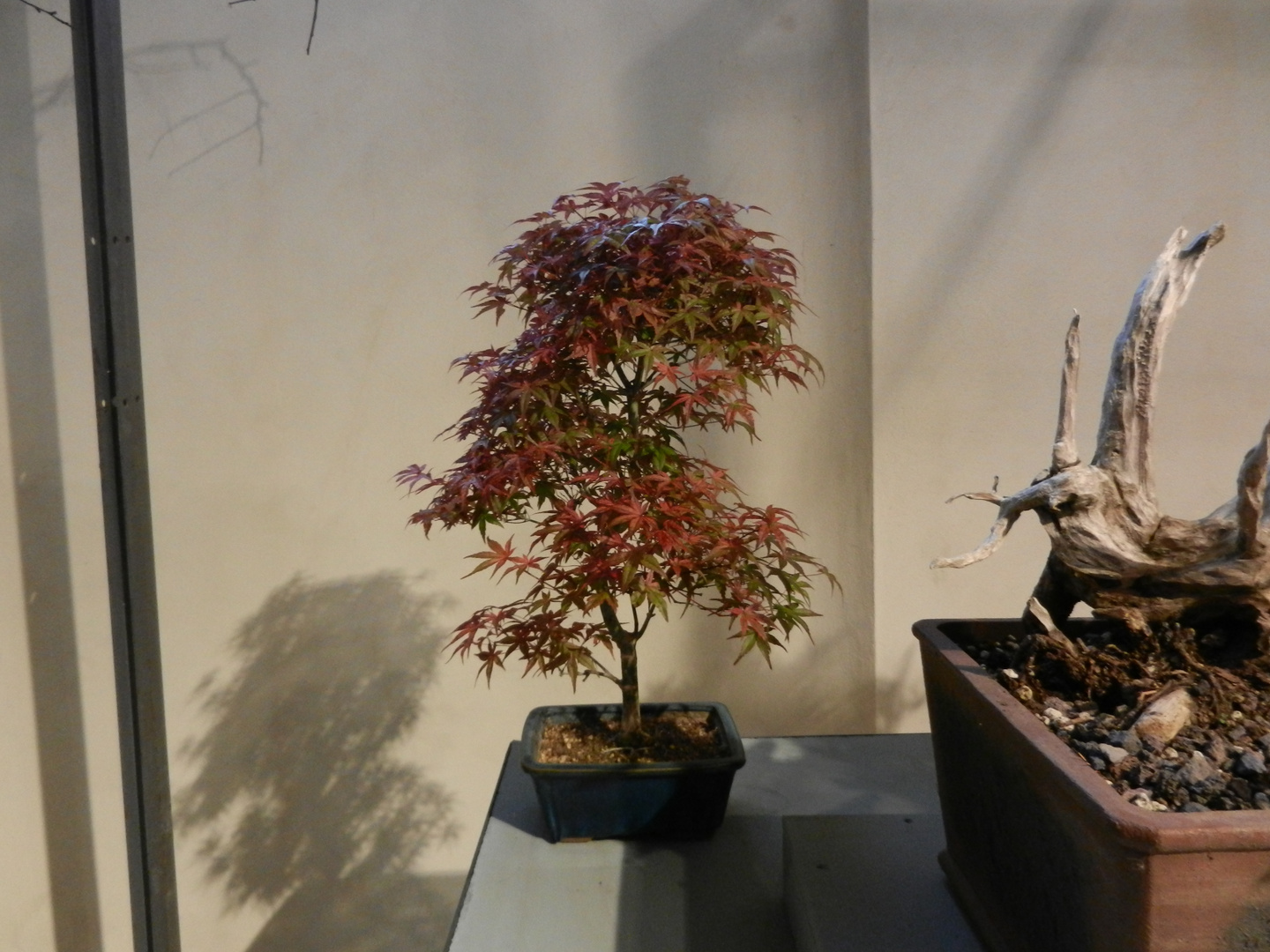 4. Ausstellung Bonsai