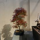 4. Ausstellung Bonsai