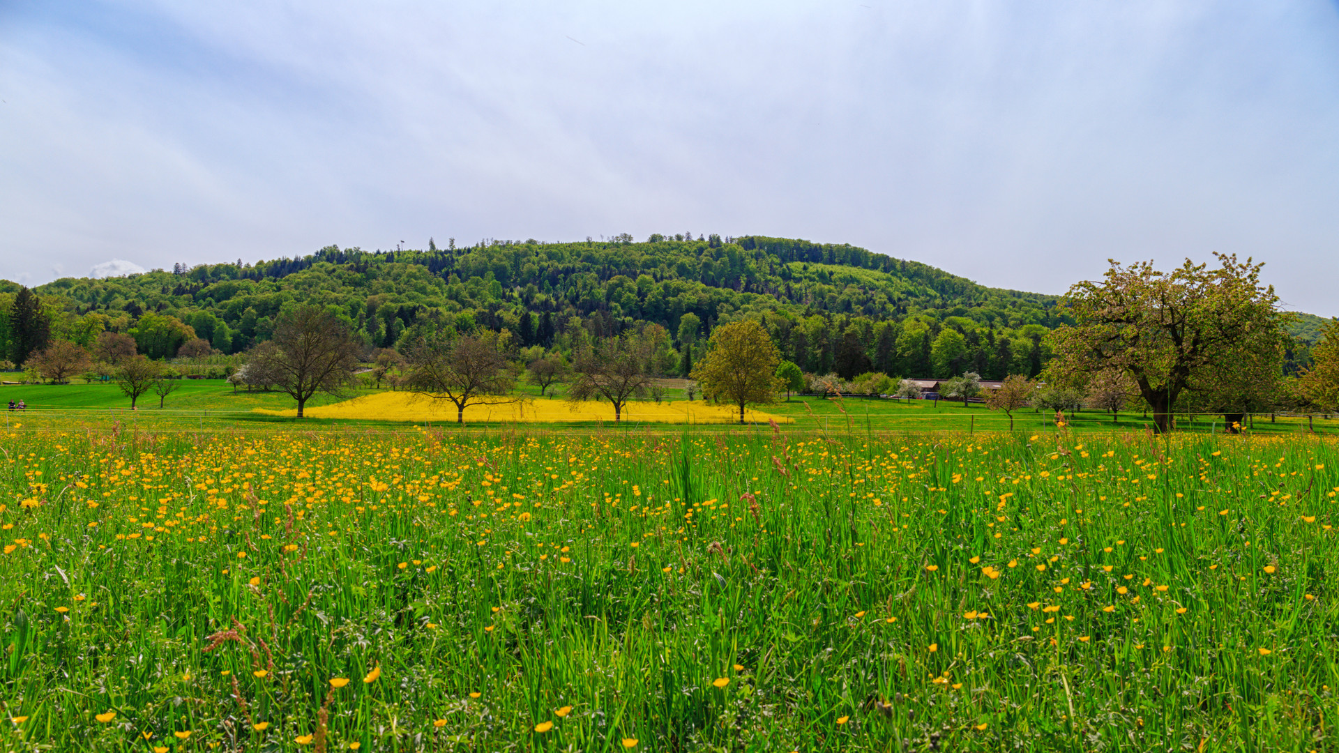 4 Bäume und ein gelbes Feld