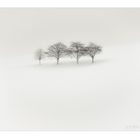 4 Bäume und ein Winter