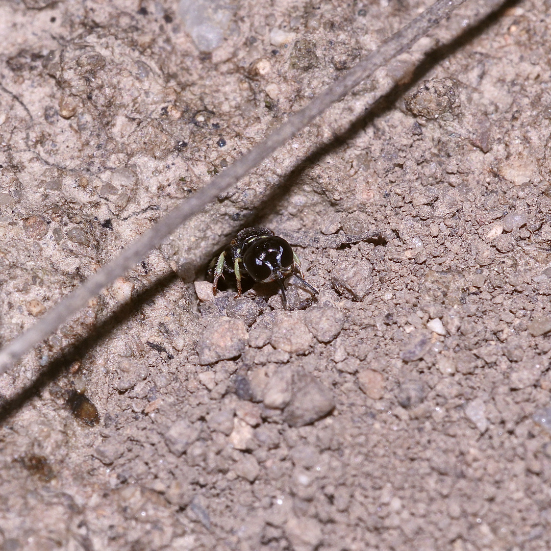 (4) "Beifang" aus der Wildbienenkolonie in Neukappl/Opf., Sommer 2019