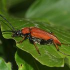 (4) Beim ROTHALSBOCK (STICTOLEPTURA RUBRA) ...