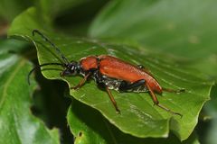 (4) Beim ROTHALSBOCK (STICTOLEPTURA RUBRA) ...