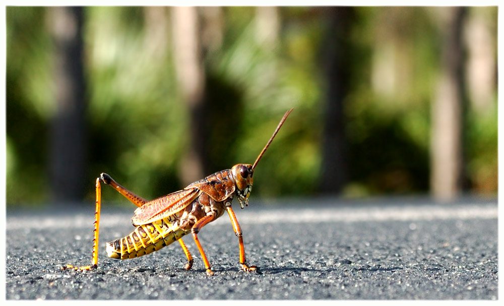 4 beiniger Grasshuepfer Foto & Bild tiere, wildlife, insekten Bilder auf 4 beiniger Grasshuepfer Foto & Bild tiere, wildlife, insekten Bilder auf