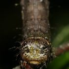 (4) Bestens getarnt - die Raupe des Schneespanners (Phigalia pilosaria)