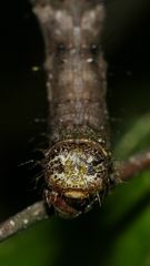 (4) Bestens getarnt - die Raupe des Schneespanners (Phigalia pilosaria)