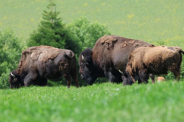 4 Bisons