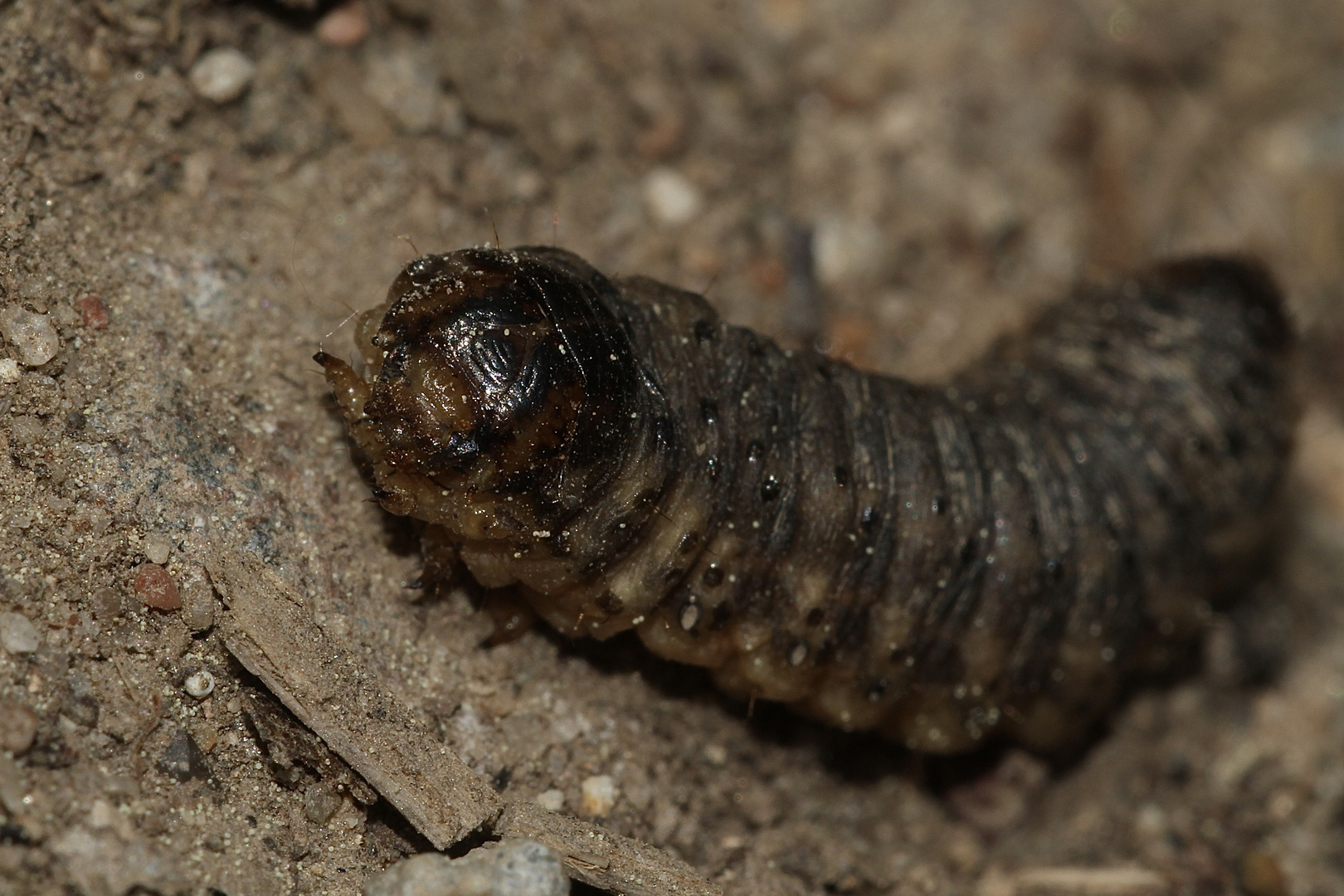 (4) Bitte wieder um Eure Mithilfe! Raupe eines Weidenbohrers (Cossus cossus)? Nein!***