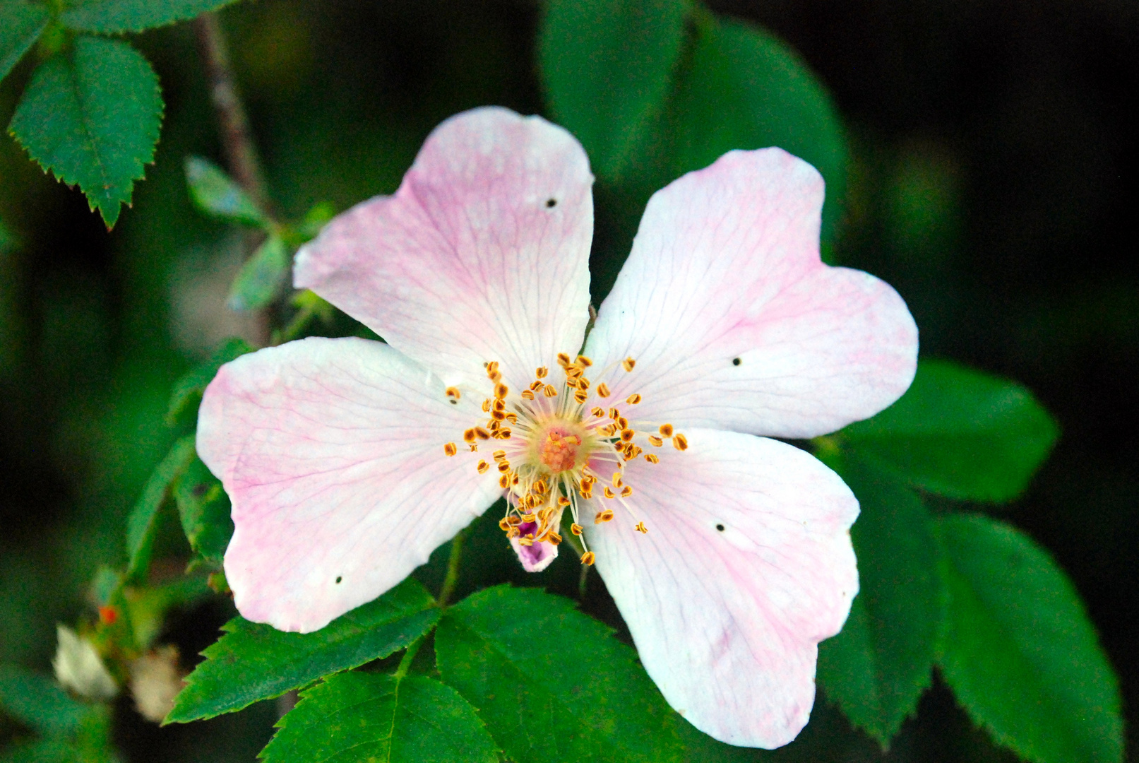 4-Blatt-Blume