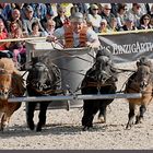 4 Bonsai-Gladiatoren stahlen die Show