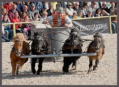 4 Bonsai-Gladiatoren stahlen die Show