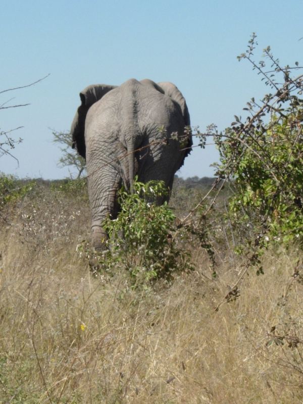 4 Buchstaben eines Elephanten