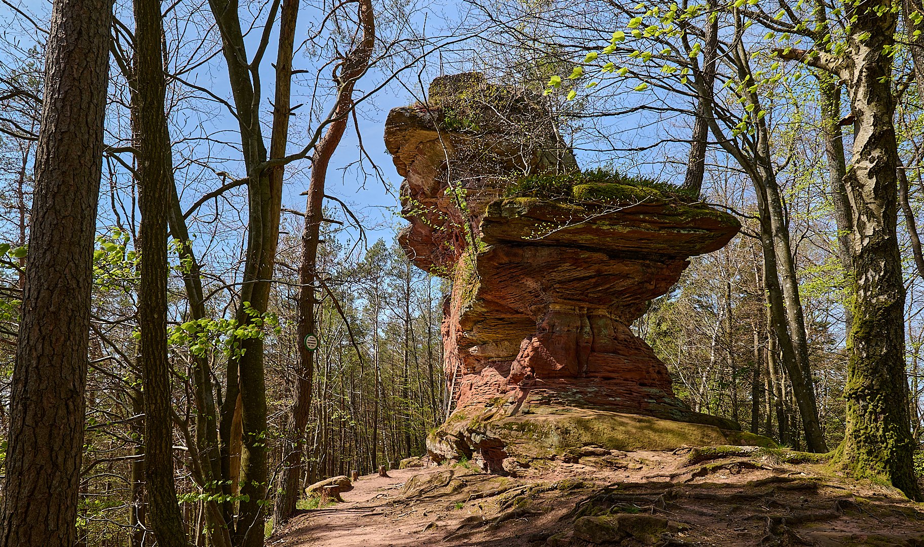  4 Burgenwanderung in den Nordvogesen, die Vogesen liegen gerade mal 50 km von mir entfernt.