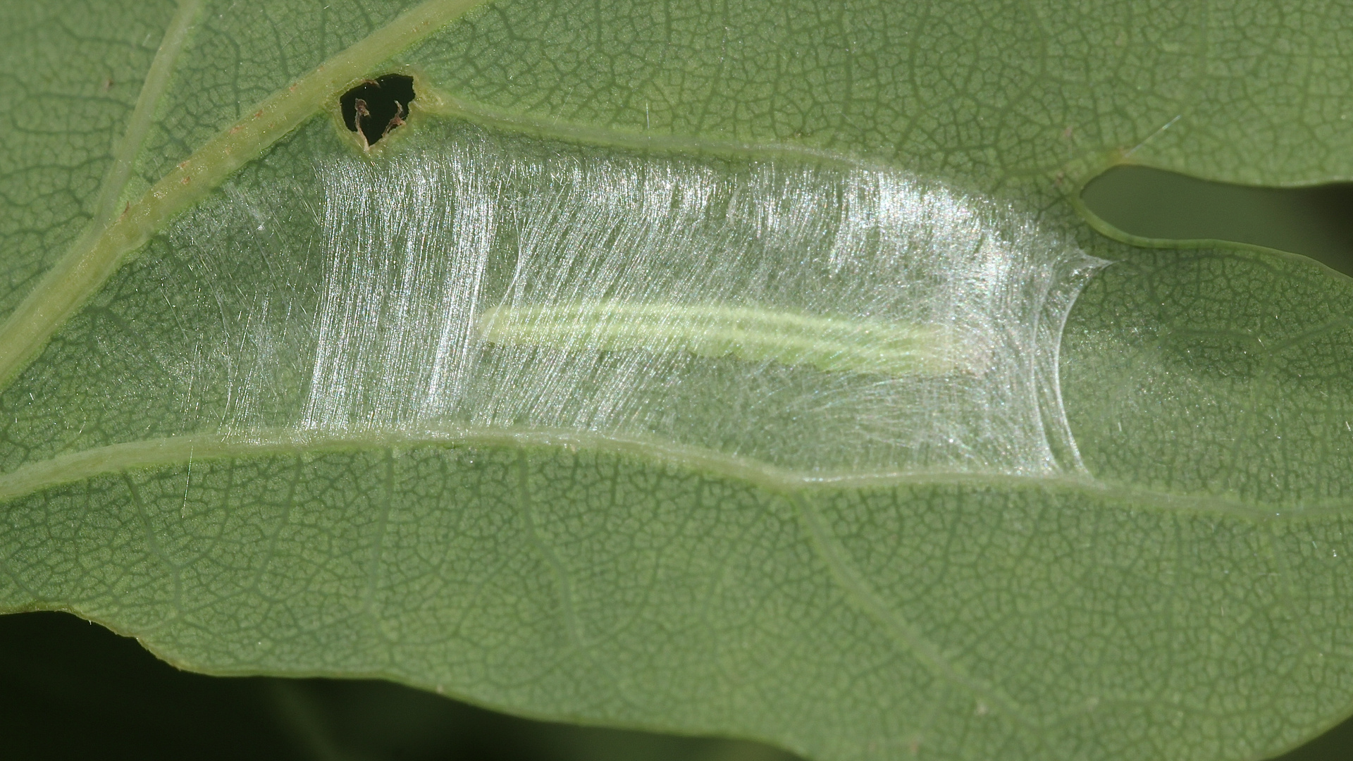 (4) CARCINA QUERCANA - ein hübscher Kleinschmetterling ...