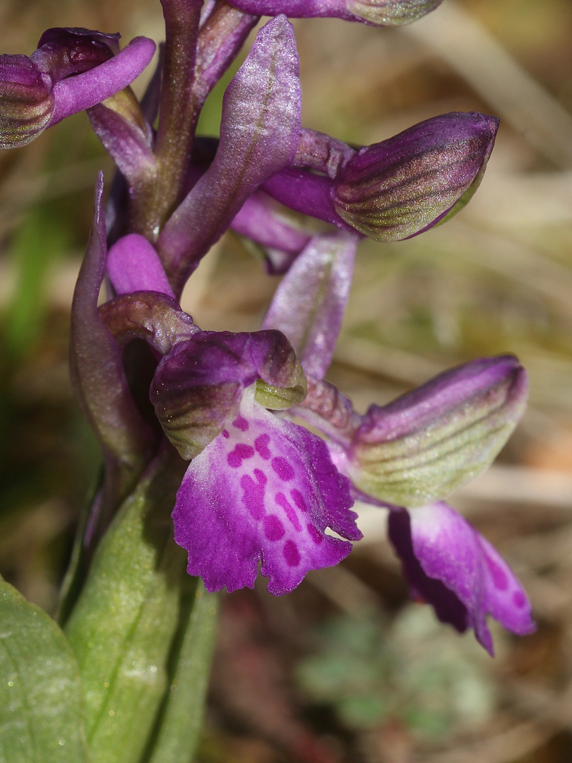 (4) Das KLEINE KNABENKRAUT (ANACAMPTIS MORIO) ...