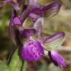 (4) Das KLEINE KNABENKRAUT (ANACAMPTIS MORIO) ...