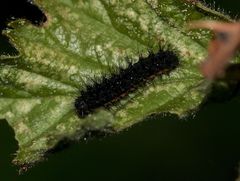 (4) Das Kleine Nachtpfauenauge (Saturnia pavonia) ...