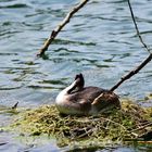 4) Das schönste Haubentauchernest, great crested nest, nido mas bonito de Somormujo lavanco 